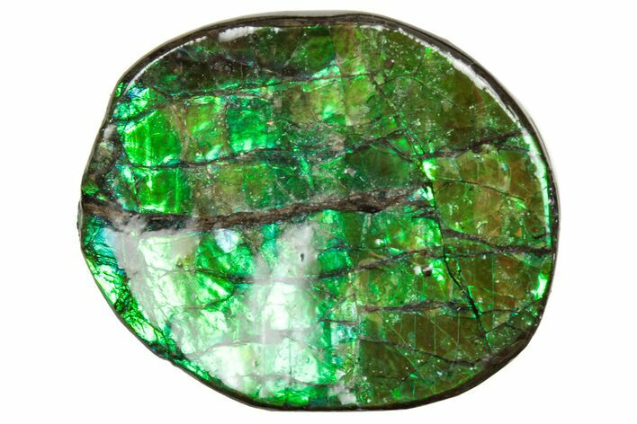 Flashy Ammolite (Fossil Ammonite Shell) - Brilliant Greens #357563